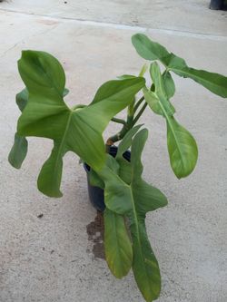 Vine Plant Decorative 12.00  dlls.