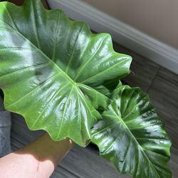 Alocasia Plant