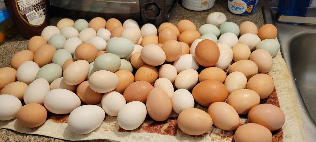 Chiken Eggs For Sale