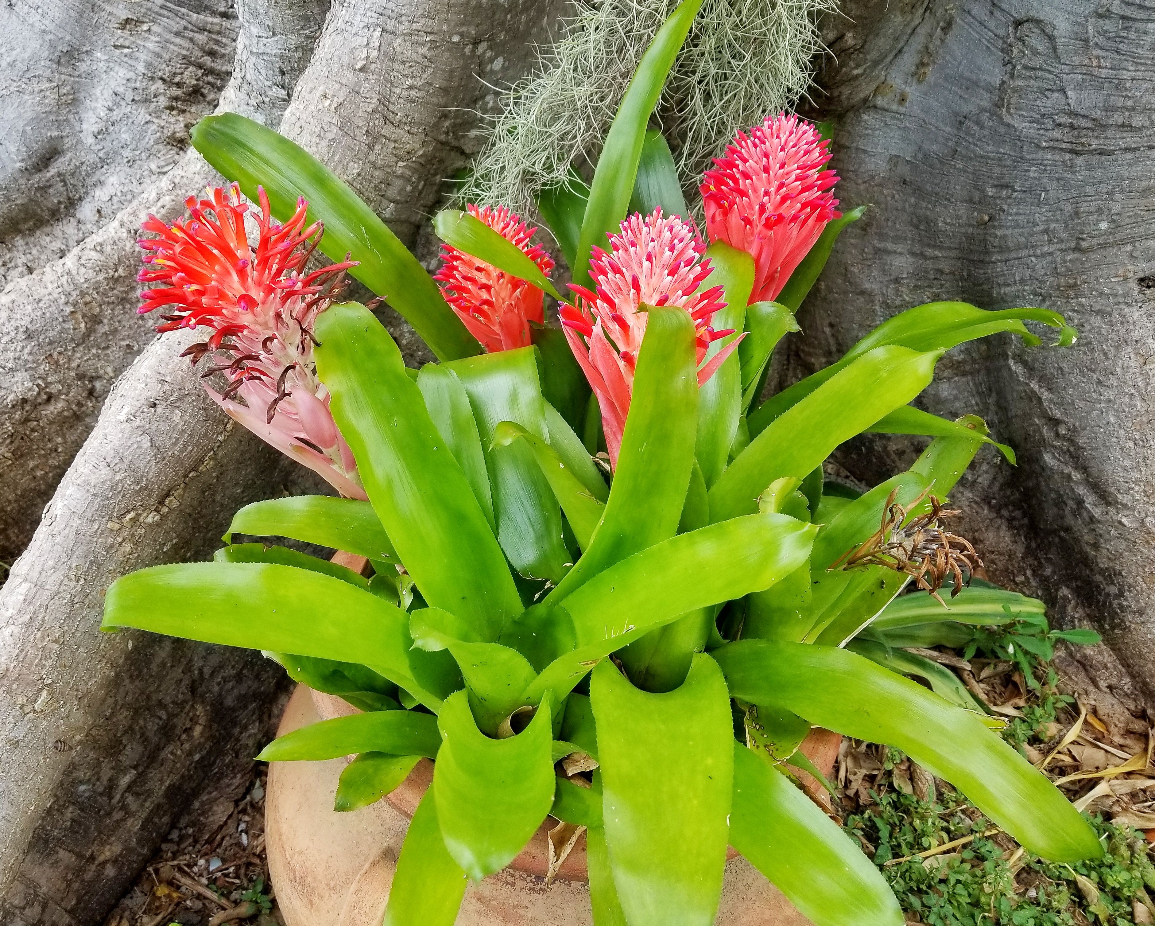 2 Extra Large Bromeliad Plants in 21 inch Clay Pots