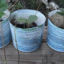 3 Organic Strawberry Starter Plants Seedlings