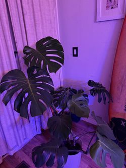 Monstera Plant