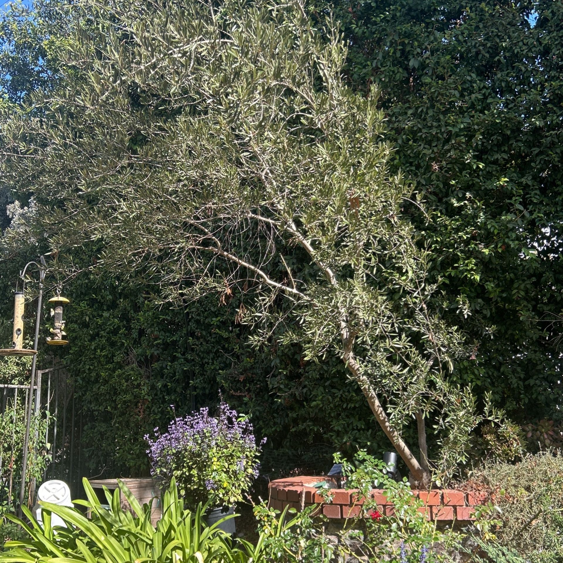20 Foot Olive Tree