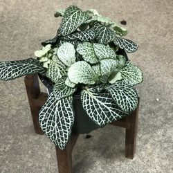 Fittonia in 4in Pot