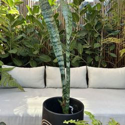 LIVE 30inch Tall!!!! Sansevieria Plant Black Coral Snake Plant Rooted