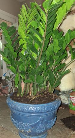 Large ZZ Plant in Decorative Foam Pot