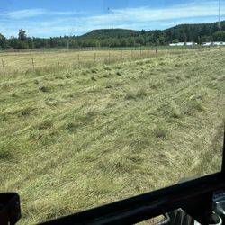 Hay