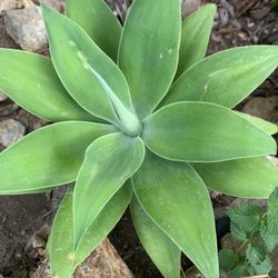 Plant ＄10