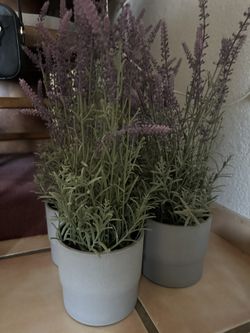 IKEA Plants Like New