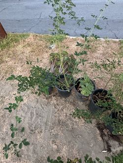 Plants- Plantas Gratis