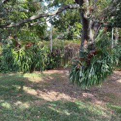 2 Live Stag horn ferns