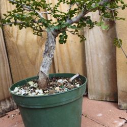 LIVE PLANT 1ft Operculicarya decaryi Elephant Tree