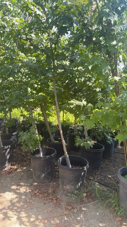 Sycamore Tree