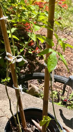 Passion flower, Butterfly Host Plant
