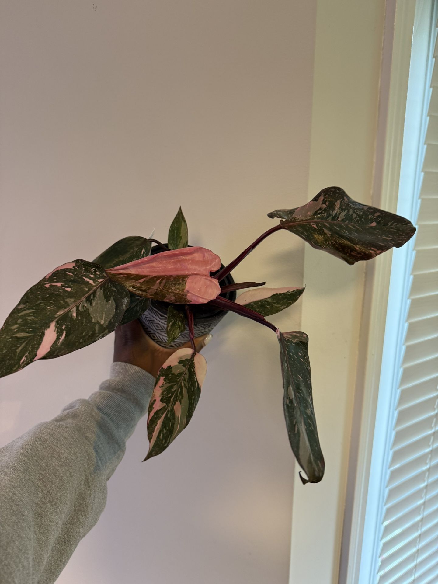 Philodendron Pink Princess Marble
