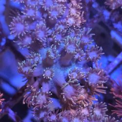 Reef Tank Decor Rainbow Goni