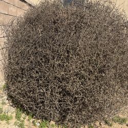 Giant 5’ Natural Tumbleweed – Western Decor / Photo Prop / Event Display