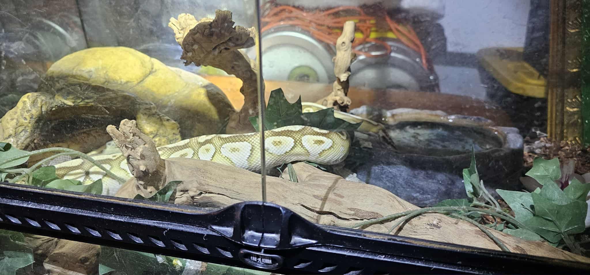  pitón de Birmania (Python bivittatus)