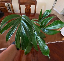 🌸🪴🐉 Dragon Tail Plant 🌿🐉🌱🌸🌿