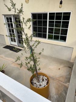 Olive Tree in Vintage Ceramic Pot
