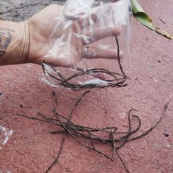 Seeds 