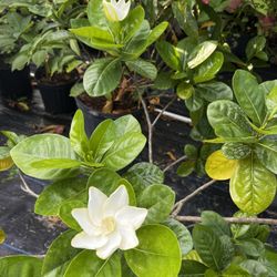 GARDENIA PLANT (7 gallon pot Large Tree) Scented & Breath taking 