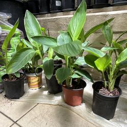 Healthy Canna Lily Plants (Orange Red Flowers)