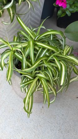 Spider plant
