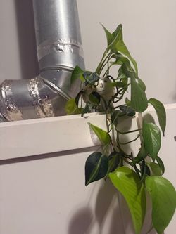 Beautiful Indoor Plant with Pot