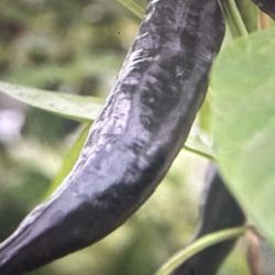 Black Cobs Chills Plants