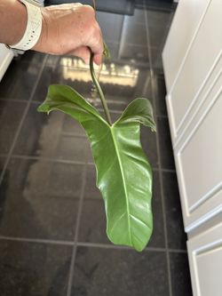 philodendron mexicanum