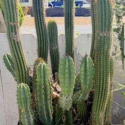 Giant Cactus 🌵 