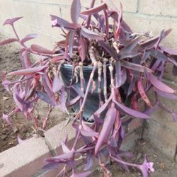 PURPLE OUTDOORS PLANT 