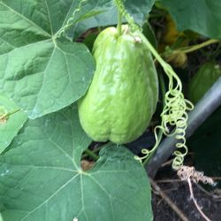 Fresh Organic Chayotes Squash 