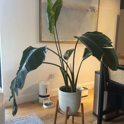 Birds Of Paradise W/ Stand