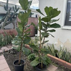 Fiddle Leaf Fig Almost 6ft 95$ Each
