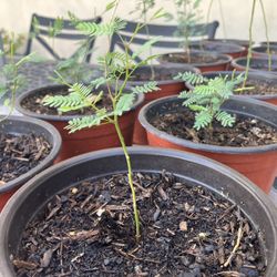 Small Mesquite Trees $5 For 6”, $15 For 1-2’, $35 For Three Foot Tall