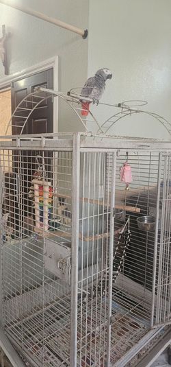 African gray  Cage