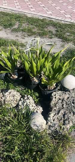 Crinum lily  Giant live plant available