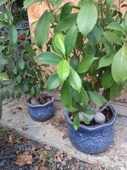 Caudex plants