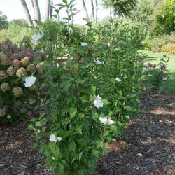 White Rose Of Sharon Hibiscus Seedlings