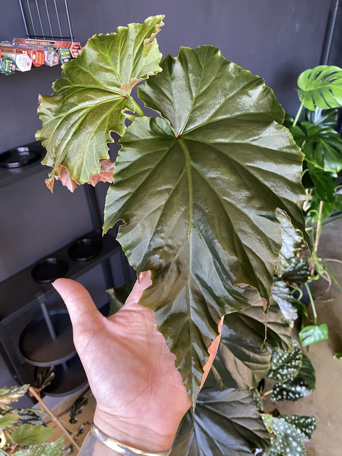 XL Begonia Irene Nuss | 57" Tall