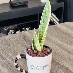 A Ceremic mug of Sensevieria plant