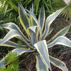 Large Agave Plant