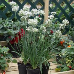 Perennial Garlic Chives Plant Potted