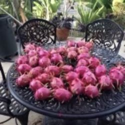 Dragon Fruits 