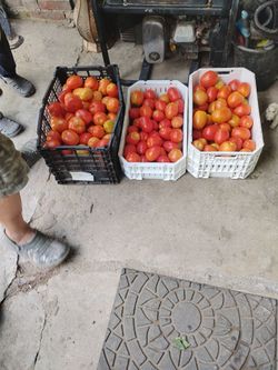 Tomatos tomates Roma  a  $ 8 la caja
