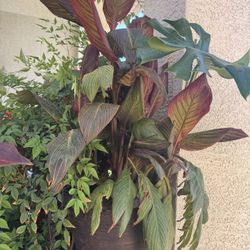 Canna Lily Plant (Huge)