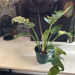 Ring Of Fire Philodendron