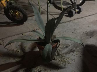 Plant